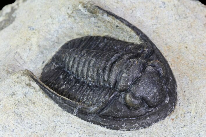 Bargain, Cornuproetus Trilobite Fossil - Morocco #105970